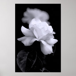 Pôster Rosa Branca