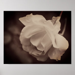 Poster Rosa Branca Com Gotículas De Chuva Em Sépia Vintag