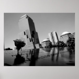 Poster Rosa branca da memória