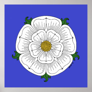 Pôster Rosa Branca de York