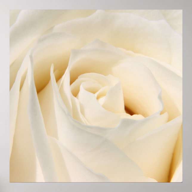 Pôster Rosa branca macia (Frente)