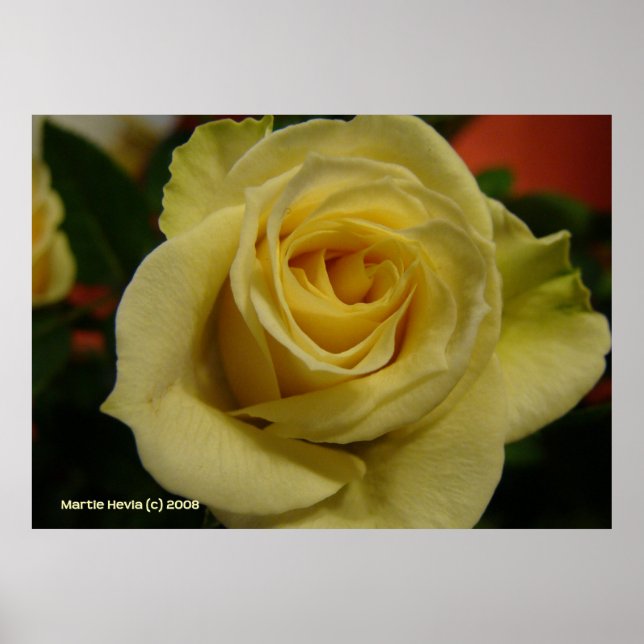 Pôster Rosa Branca Noite (Frente)