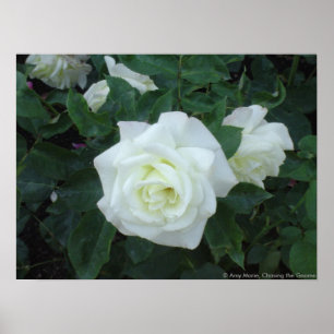 Pôster Rosa branco