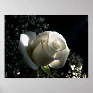 Poster Rosa branco