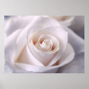 Pôster Rosa branco