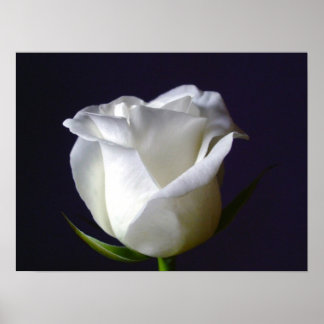 Poster Rosa Branco
