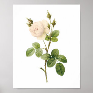 Pôster rosa branco (campanulata de Rosa alba) por Redout