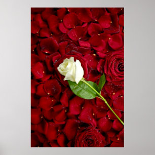 Poster Rosa branco nas pétalas vermelhas