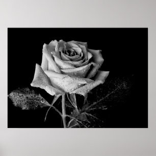 Poster Rosa branco preto