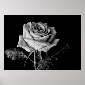 Poster Rosa branco preto