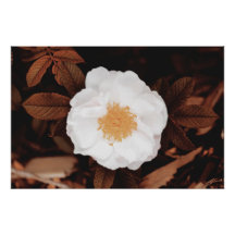 Rosa Branco Selvagem Em Folhas De Outono Toneladas