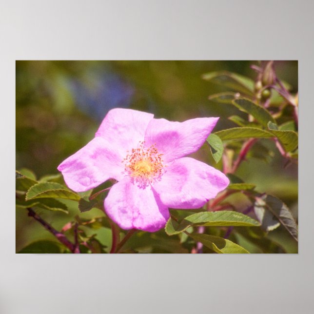 Poster Rosa Briar (Frente)