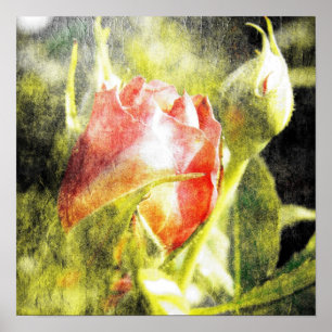 Poster Rosa Bud