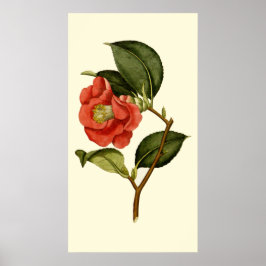 Poster Rosa Camellia