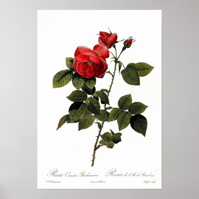 Poster Rosa canina bourboniana (Frente)