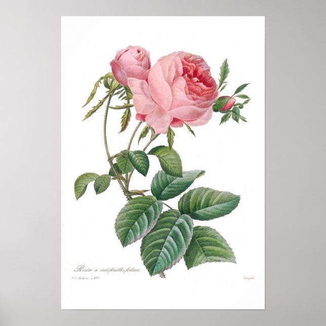 Pôster Rosa centifolia (Frente)