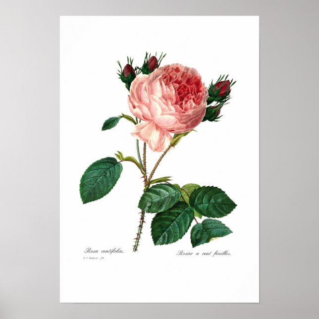 Poster Rosa centifolia (Frente)