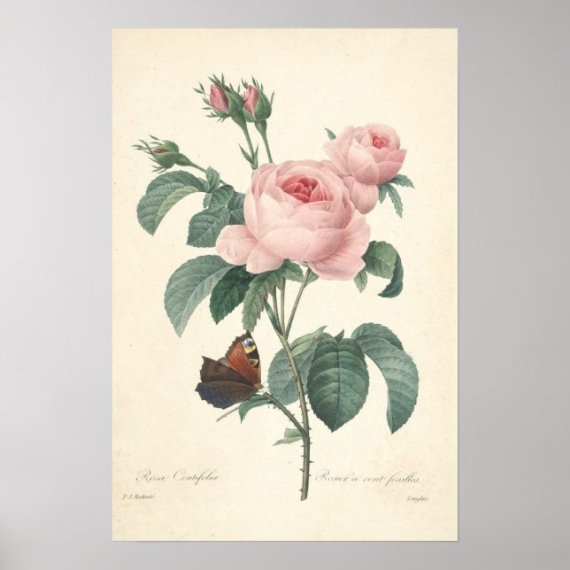 Poster Rosa Centifolia Canvas Print (Frente)