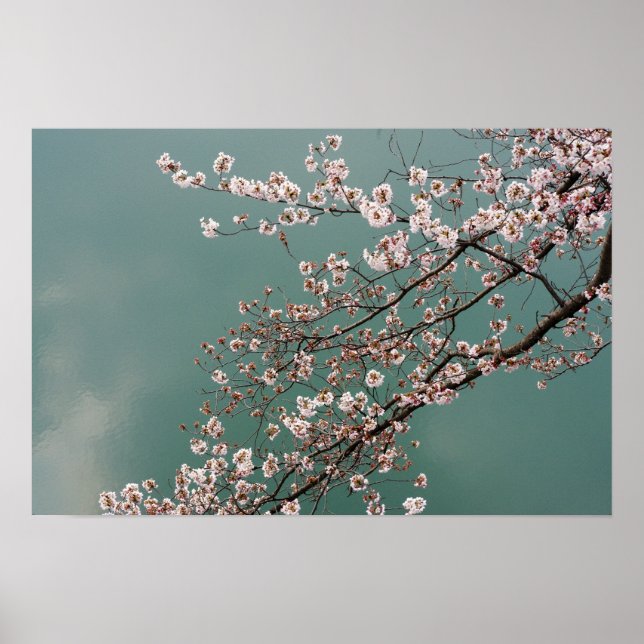 Poster Rosa claro cereja floresce sobre fundo turquês (Frente)