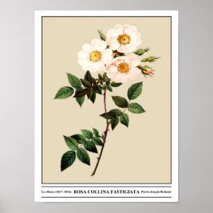 Poster Rosa Collina Fastigiata Bege