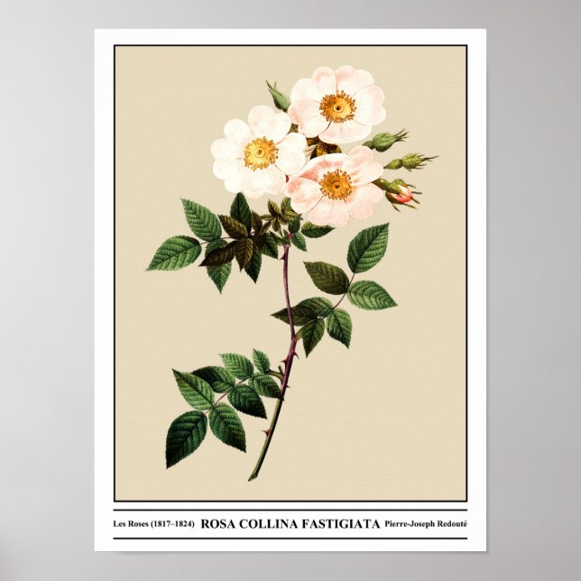 Poster Rosa Collina Fastigiata Bege (Frente)