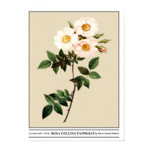 Rosa Collina Fastigiata Beige