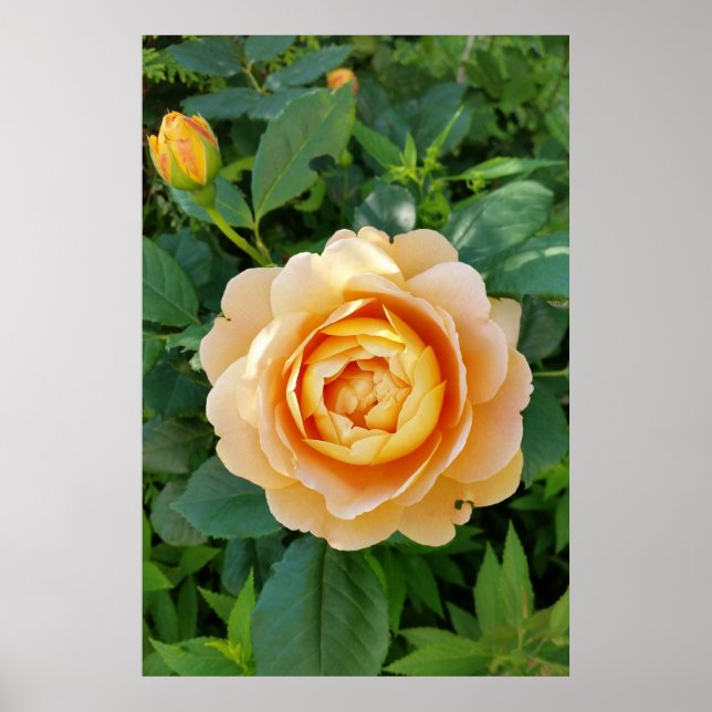 Poster rosa colorido do ouro (Frente)
