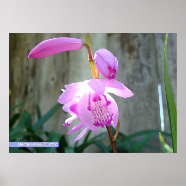 Poster Rosa Contra a Cerca (Frente)