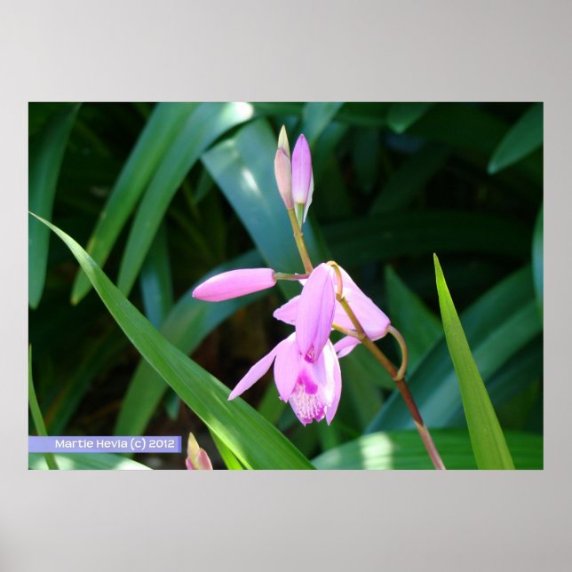 Poster Rosa Contra Verde (Frente)