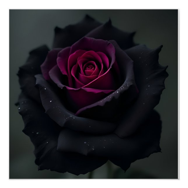Pôster Rosa Coração Preto  (Frente)