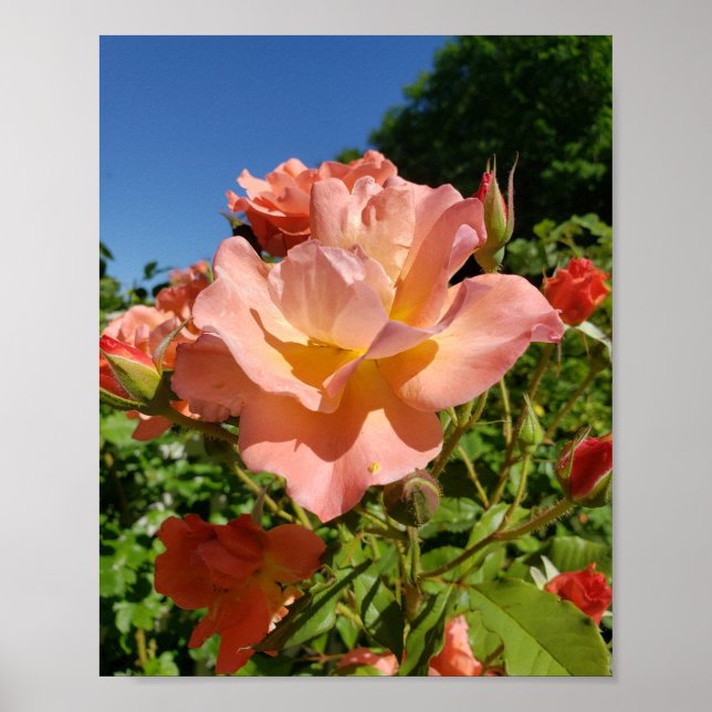 Poster Rosa Coral Westerland (Frente)