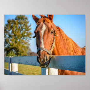 Poster Rosa Crepuscular Cavalo de Corrida Puro-Sangue