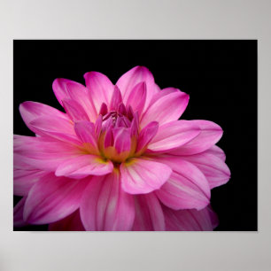 Poster Rosa da estatueta da dália