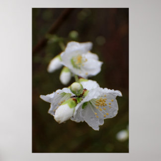 Pôster Rosa da Geórgia na Chuva