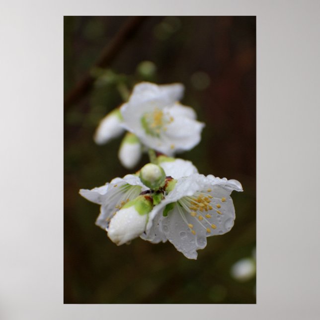 Pôster Rosa da Geórgia na Chuva (Frente)
