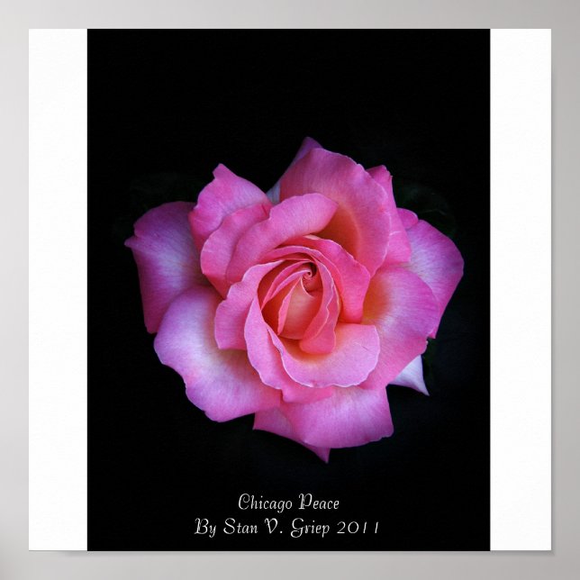 Pôster Rosa da Paz de Chicago por Stan The Roseman (Frente)