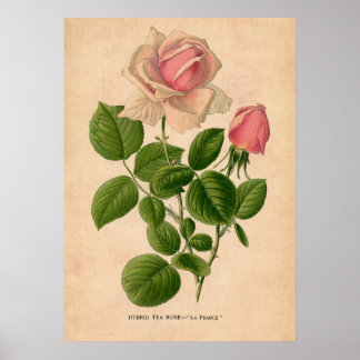 Poster Rosa da Vintage