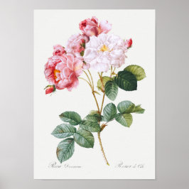 Poster Rosa Damascena