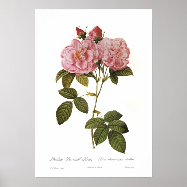 Poster Rosa damascena italica (Frente)