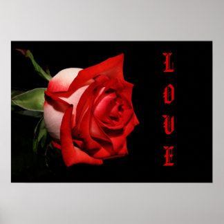 PÔSTER ROSA DE AMOR