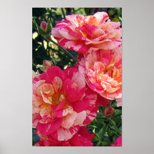 Poster Rosa de Arte Floral, Rosa e Branco, Riscado
