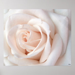 Pôster Rosa de Casamento, S Cyr