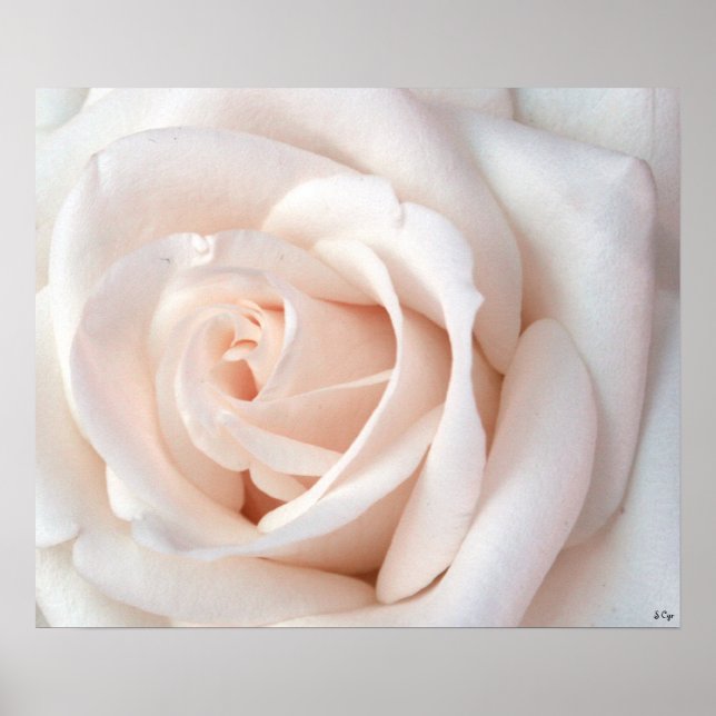 Pôster Rosa de Casamento, S Cyr (Frente)