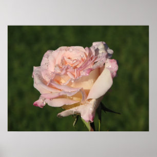 Pôster Rosa de chá 054 de Jardins de Bagatela Híbrido