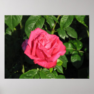 Pôster Rosa de chá 097 da senhorita Todo-Americano Belez