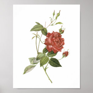 Poster rosa de chá (cruenta indica de Rosa) por Redouté