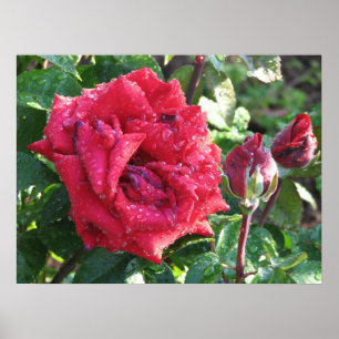 Poster Rosa de chá de Ingrid Bergman e botões híbridos