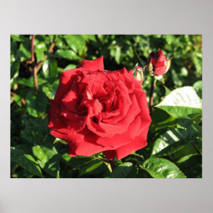 Pôster Rosa de chá híbrido 032 de Ingrid Bergman