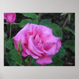 Pôster Rosa de chá híbrido 168 de McCartney