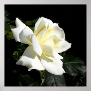 Pôster Rosa de chá híbrido branco de Pascali